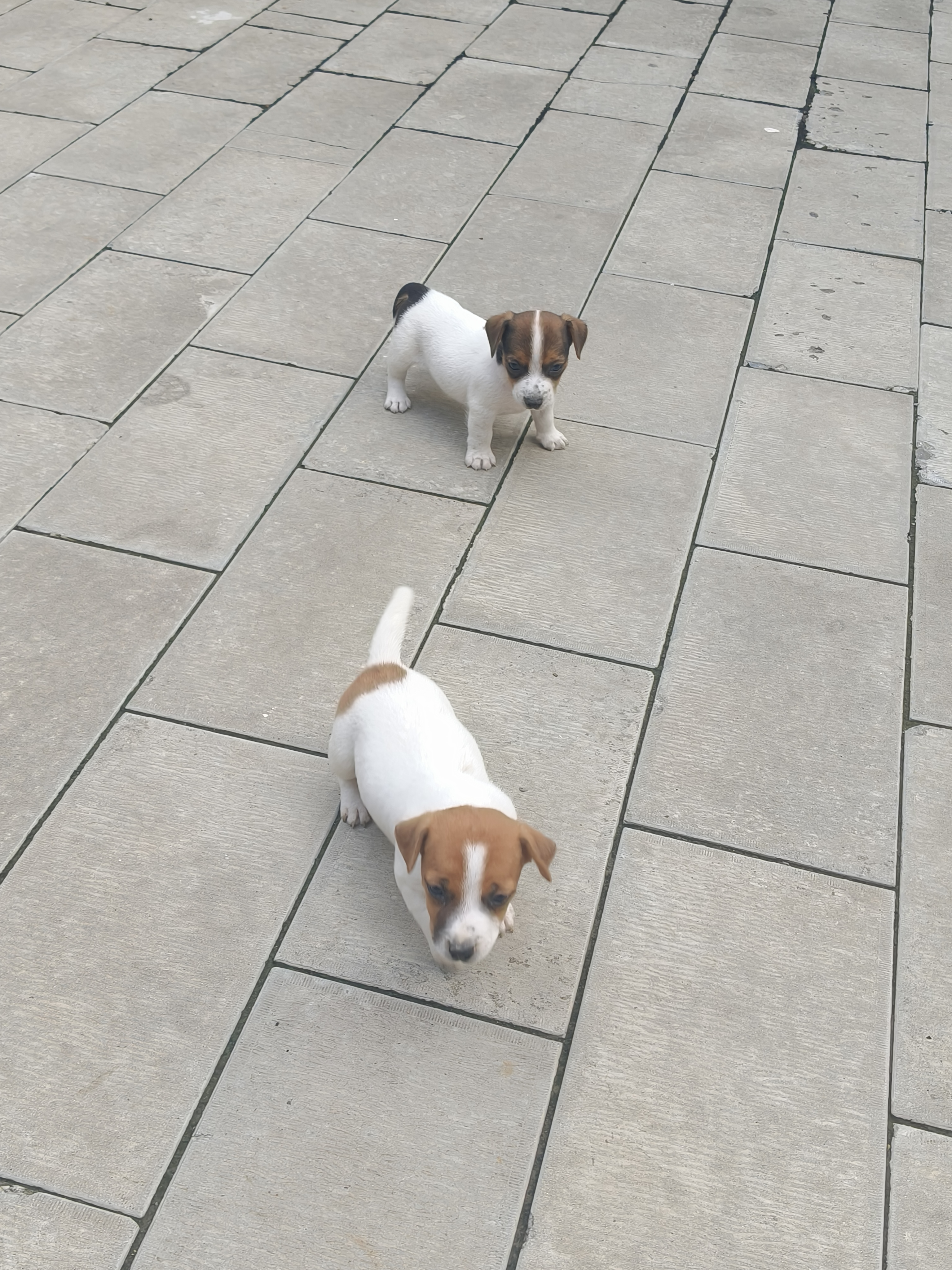 杰克罗素梗幼犬，健康可爱，喜欢的私聊